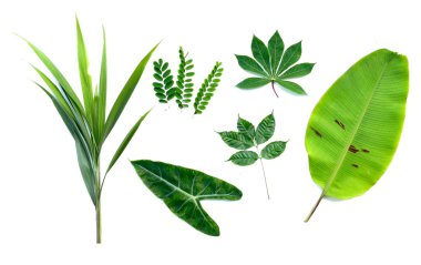 Beyaz üzerine izole edilmiş, botanik ve doğa temalı tasarımlar için mükemmel tropik yeşil yapraklardan oluşan çeşitli bir koleksiyon..