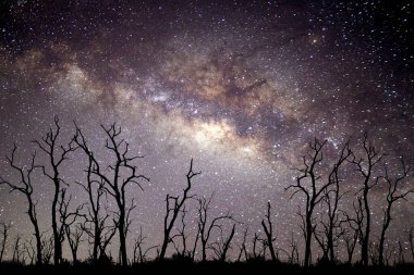Samanyolu Galaksisi 'nin büyüleyici görüntüsü siluetli ağaçların üzerindeki gece gökyüzünü aydınlatıyor, dingin ve mistik bir atmosfer yaratıyor..