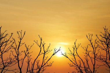 Siluetli ağaç dalları, canlı bir günbatımı gökyüzüne karşı çarpıcı bir kontrastlık yaratarak, doğanın akşam gösteriminin güzelliğini yakalıyor..