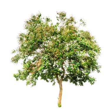 * * Canlı yeşil ağaç beyaz üzerine izole edilmiş, tasarım projeleri, çevre temaları veya eğitim materyalleri için ideal