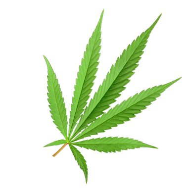 Tek bir kenevir yaprağının yüksek çözünürlüklü görüntüsü, canlı yeşil rengini ve beyaz arkaplanda ayrıntılı dokusunu sergiliyor.