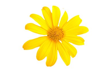 Beyaz arka planda izole edilmiş canlı sarı papatya çiçeği botanik ve doğa temalı projeler için mükemmel..