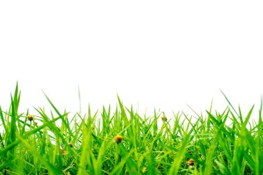 Canlı yeşil çimen yaprakları beyaz bir arka planda izole, doğa için mükemmel, bahçe düzenleme ve peyzaj temaları.