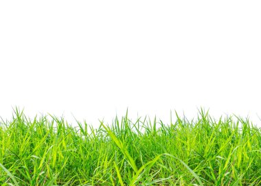 Canlı yeşil çimen yaprakları beyaz bir arka planda izole, doğa için mükemmel, bahçe düzenleme ve peyzaj temaları.