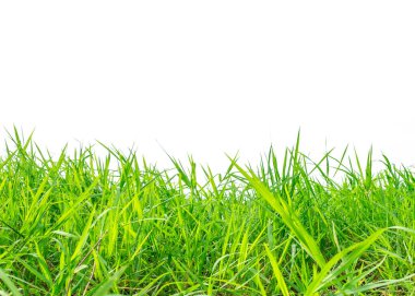 Canlı yeşil çimen yaprakları beyaz bir zemin üzerinde, doğa için mükemmel, bahçe düzenleme ve peyzaj temaları.