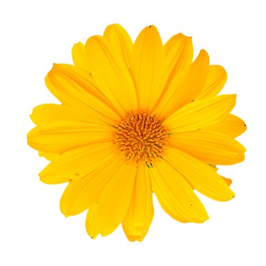 Beyaz arka planda izole edilmiş canlı sarı çiçek, botanik çizimler, çiçek tasarımları ve doğa temalı projeler için mükemmel..