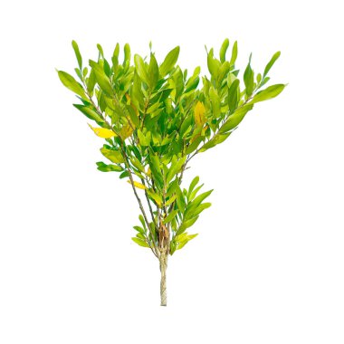 * * Botanik ve doğa temalı projeler için mükemmel, beyaz bir zemin üzerinde canlı yaprakları olan yüksek kaliteli bir bitki resmi.