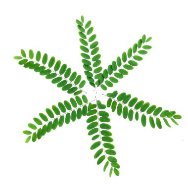 Beyaz arkaplanda yıldız deseninde canlı yeşil yapraklar. Doğa temalı tasarımlar ve botanik projeleri için mükemmel..