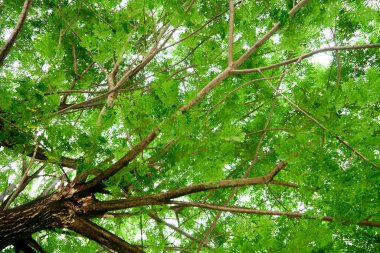 Bir ağacın yemyeşil gölgesinin altından, titreyen yaprakların arasından süzülen güneş ışığını göster..
