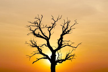 * * Kıraç bir ağacın çarpıcı silueti canlı bir günbatımına karşı kurulmuş, doğanın güzelliğini ve sükunetini yakalıyor.