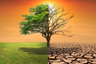 İklim değişikliğinin güçlü bir görsel temsili, verimli yeşillik ile çatlamış yeryüzündeki çorak kuraklık arasında bölünmüş bir ağacı gösteriyor..