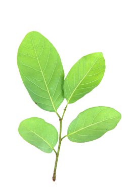 Beyaz arka planda canlı yeşil yapraklar, botanik, doğa ve çevresel temalar için mükemmel..