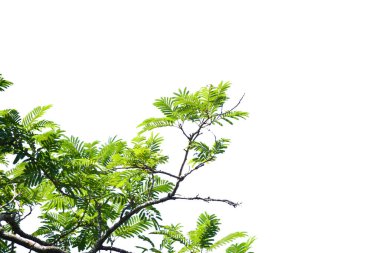 Canlı yeşil ağaç dalı, beyaz bir arka planda izole edilmiş, doğa, botanik ve tasarım projeleri için mükemmel..