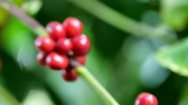 Ağaçtaki kahve çekirdekleri