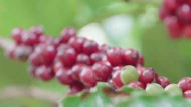 Kahve çekirdekleri ağaçta olgunlaşır..