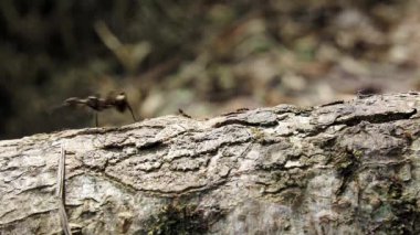 Bir ağaç gövdesini kapatın.
