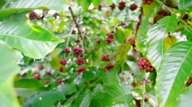 ağaç üzerinde taze kahve