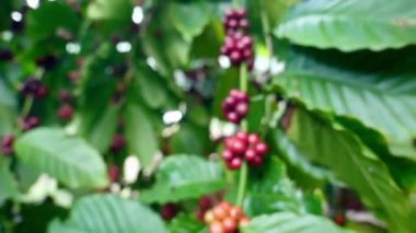 Ağaçtaki kahve çekirdekleri