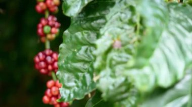 kırmızı kahve ağacı doğada