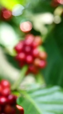 Ağaçta taze kahve..