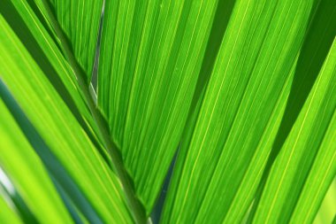 Bereketli yeşil palmiye yapraklarının detaylı görüntüsü gün ışığı altında karmaşık dokular ve canlı renkler gösterir.