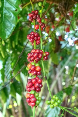 Bir dalda olgun ve olgunlaşmamış kahve kirazlarının detaylı görüntüsü, doğal bitki örtüsü ortamında canlı renkler sergiliyor..