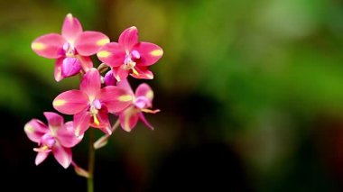 Bulanık arkaplanda pembe orkide çiçeği