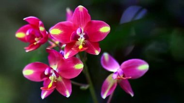 Bahçedeki orkide çiçekleri