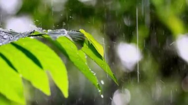 Su damlalı yeşil yaprak