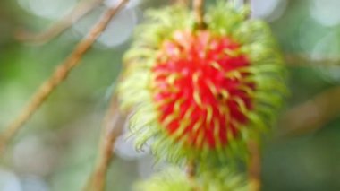 Ağaçtaki kırmızı çiçek.