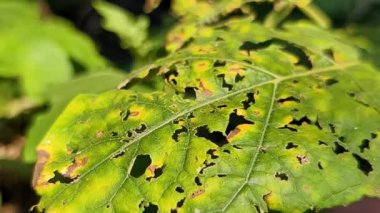 Ağaçta yeşil yaprak