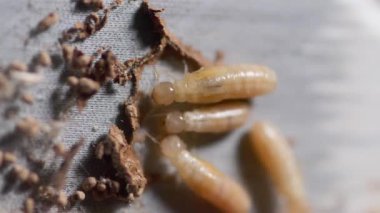 Yiyeceklere yakından bak.