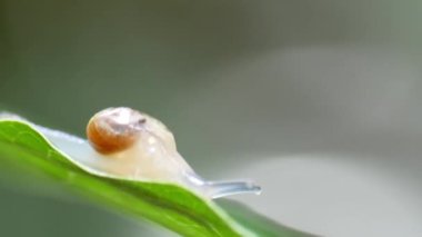 Yeşil yapraklı bir salyangoz