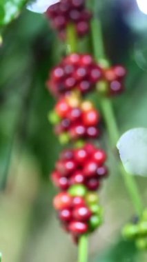 Kahve tarlasında olgunlaşmış kahve çekirdekleri.