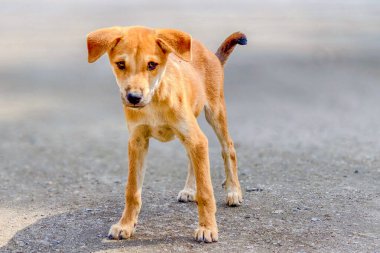 Güneşli bir yolda duran sevimli kahverengi kulaklı köpek yavrusu, doğal bir çevrede meraklı ve oyuncu görünüyor..