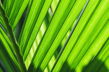 * * Parlak yeşil palmiye yaprakları ve güneş ışığı çarpıcı desenler oluşturur. Doğa, tropikal ve botanik temalar için ideal