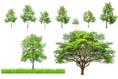 Beyaz üzerine izole edilmiş, doğa temalı projeler için farklı büyüme aşamaları ve türleri gösteren çeşitli yeşil ağaçlar kümesi.