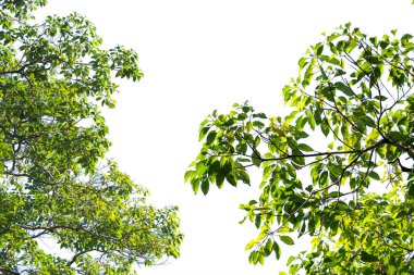 Parlak, güneşli bir günde doğanın güzelliğini gösteren canlı, yeşil ağaç dalları açık bir gökyüzüne uzanıyor..