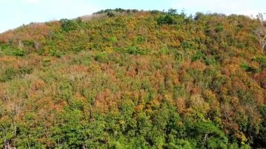 Güzel sonbahar ormanı manzarası