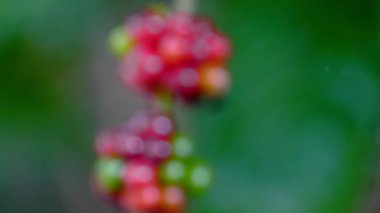 Kırmızı kahve çekirdekleri dalda sallanıyor. Kahve tarlası..