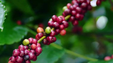 Kahve çekirdekleri ve yapraklar bir kahve çiftliğinde