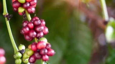 Kahve dükkanındaki ağaç dalında kahve çekirdekleri