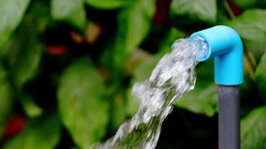 Parktaki bir hortumda suyu sulamak..