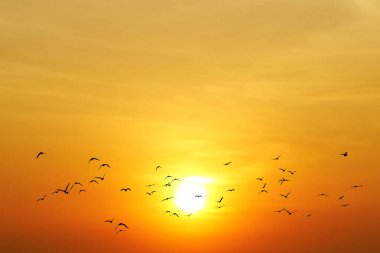 Canlı turuncu bir günbatımı gökyüzünde uçan kuşların nefes kesici görüntüsü, huzurlu ve resimsel bir sahne yaratıyor..