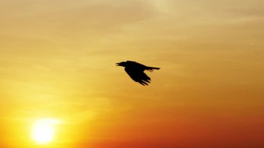 Günbatımının arka planında kartal kuş silueti