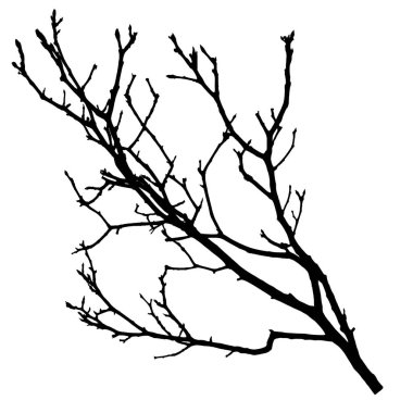 Çıplak bir ağaç dalının çarpıcı silueti, beyaz bir arka plana karşı doğal güzelliği ve minimalist tasarımı sergiliyor..