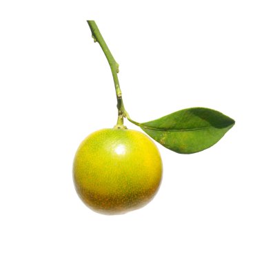* * Canlı bir narenciye meyvesiyle yakın plan, dalında yeşil bir yaprak, beyaz bir arkaplanda izole.