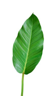 Canlı yeşil bir tropikal yaprak beyaz bir zemin üzerinde izole, doğa ve botanik temalar için ideal.