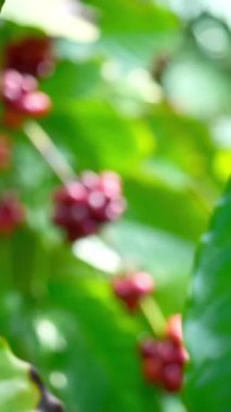 kahve çekirdeği yakın çekim