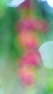 Yeşil ağaçtaki bir grup taze kırmızı böğürtlene yaklaş..